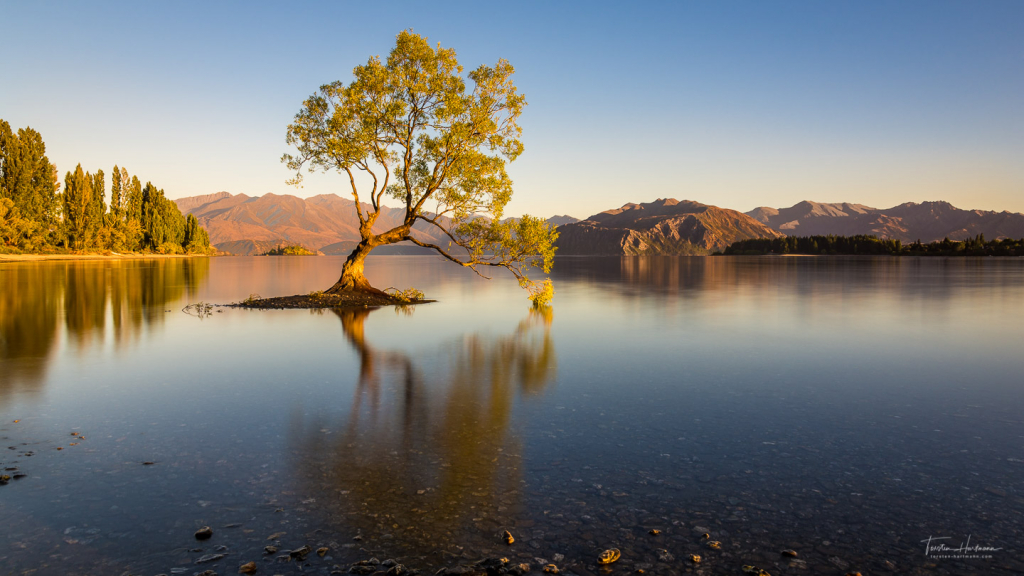 Wanaka Tree